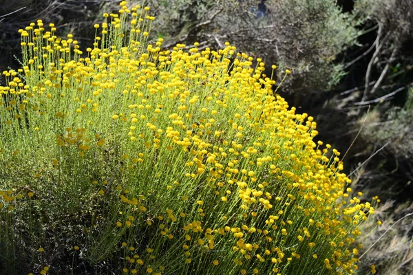 Fleurs Camomille Fleurissant Espagne — Photo