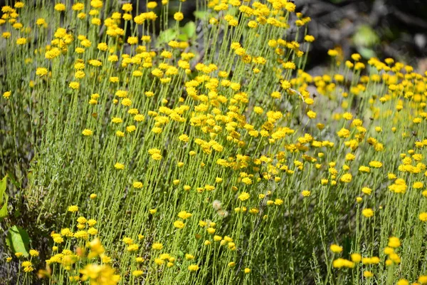 Kamomillblommor Blommar Spanien — Stockfoto