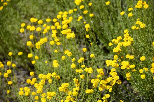 Fleurs Camomille Fleurissant Espagne — Photo