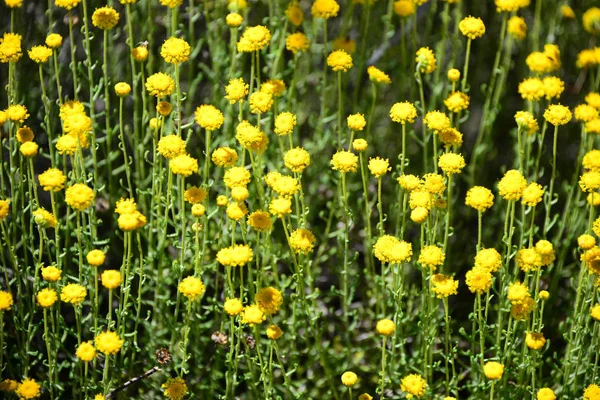 Kamomillblommor Blommar Spanien — Stockfoto