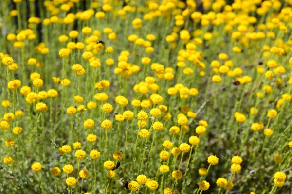 Kamomillblommor Blommar Spanien — Stockfoto