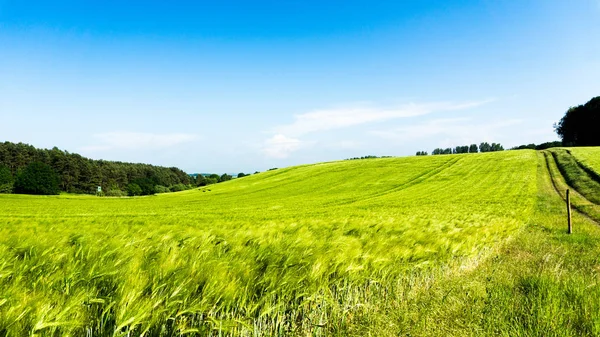 Land Feld Mit Wachsenden Pflanzen — Stockfoto