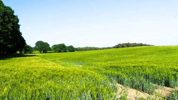 Campo Rural Con Plantas Crecimiento — Foto de Stock