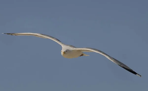 Gaivota Gaivota Vôo — Fotografia de Stock