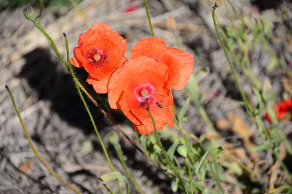 Mooie Klaprozen Bloemen Achtergrond — Stockfoto