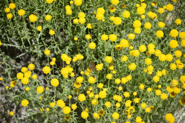 Fleurs Camomille Fleurissant Espagne — Photo