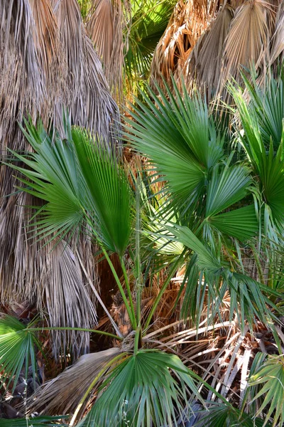 Palmtuin Jungle Palmbladeren Spanje — Stockfoto