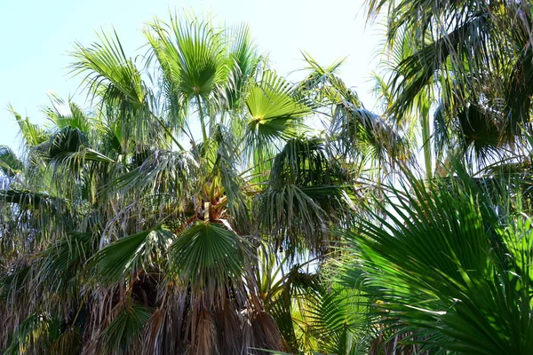 Jardim Palma Selva Folhas Palma Espanha — Fotografia de Stock
