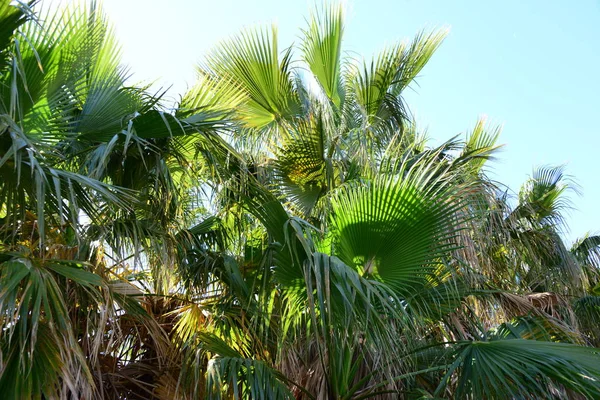 Giardino Delle Palme Giungla Foglie Palma Spagna — Foto Stock