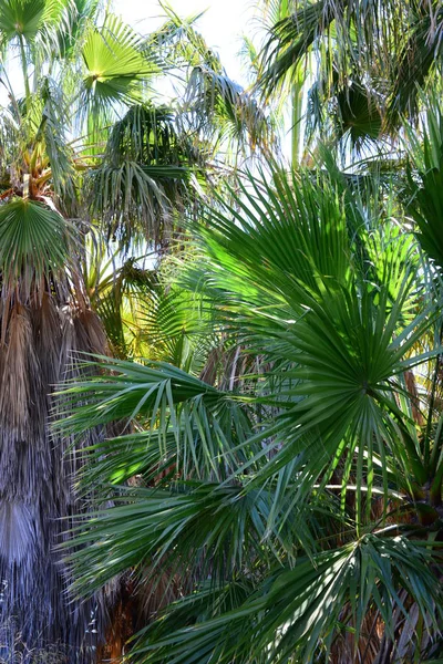 Jardim Palma Selva Folhas Palma Espanha — Fotografia de Stock