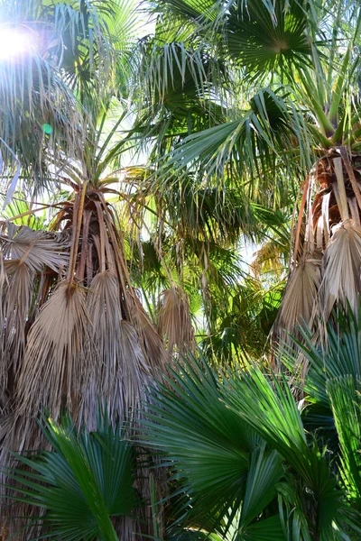 Palm Garden Jungle Palm Leaves Spain — Stock Photo, Image