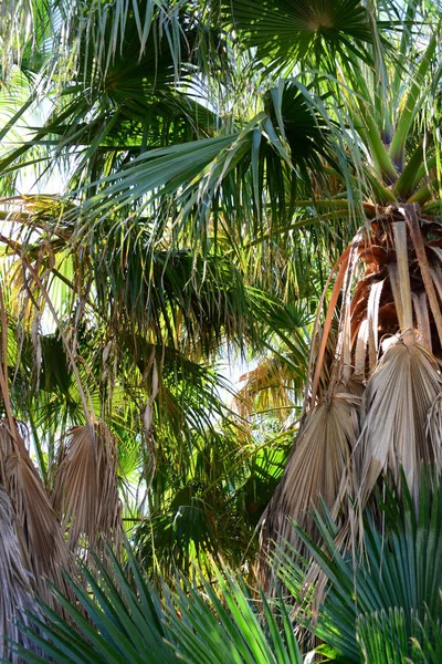 Palm Garden Jungle Palm Leaves Spain — Stock Photo, Image