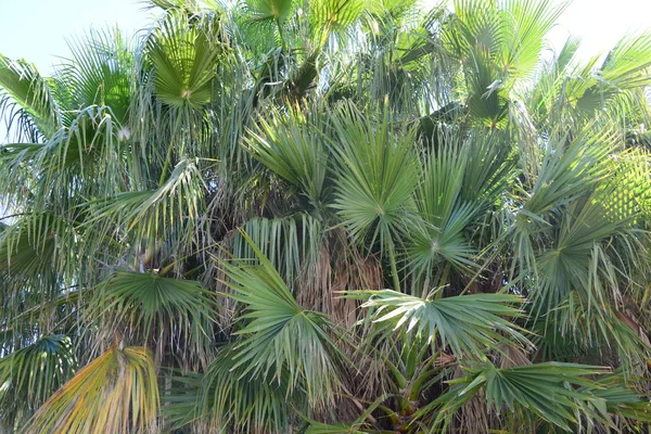 Palmtuin Jungle Palmbladeren Spanje — Stockfoto