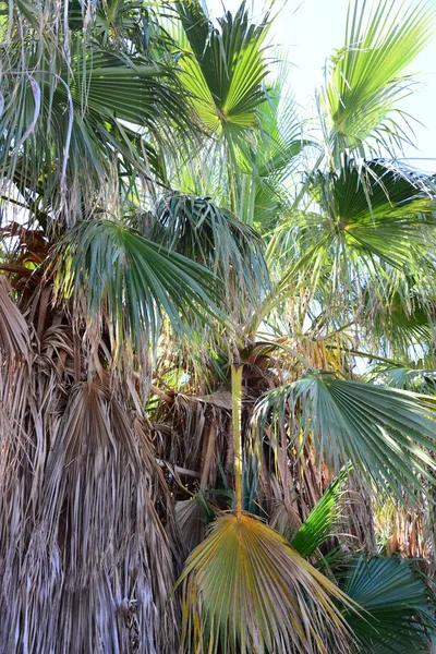 Palmová Zahrada Džungle Palmové Listy Španělsko — Stock fotografie
