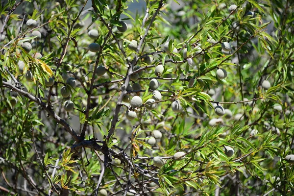 Mandelbaum Flora Und Blätter Der Natur — Stockfoto
