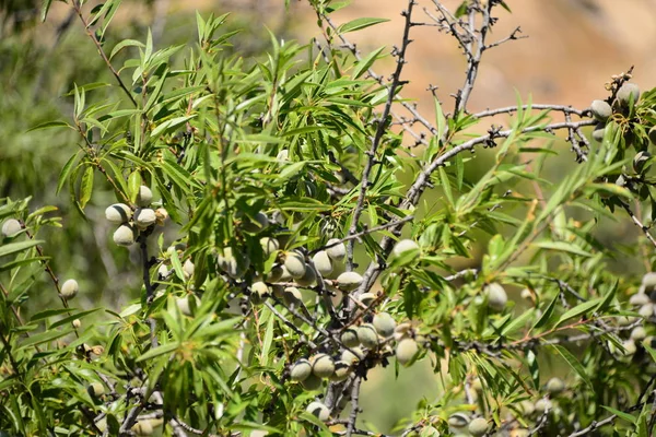 Mandelbaum Flora Und Blätter Der Natur — Stockfoto