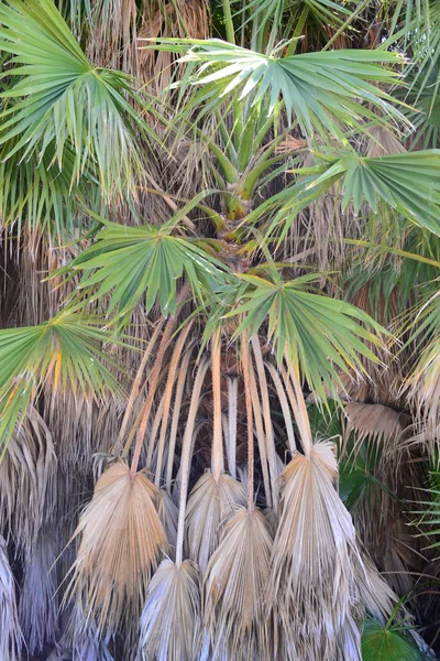 Jardim Palma Selva Folhas Palma Espanha — Fotografia de Stock