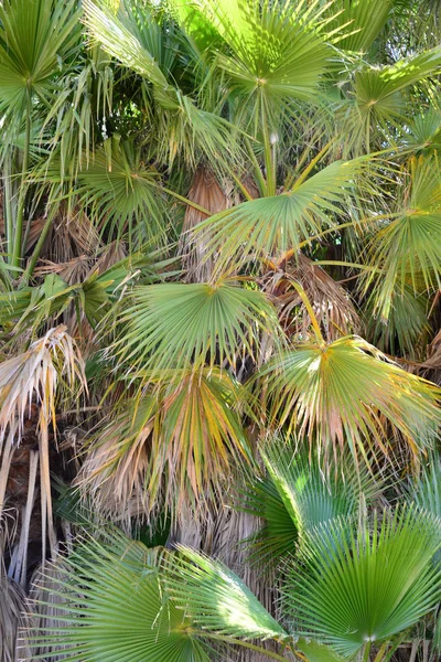 Palmtuin Jungle Palmbladeren Spanje — Stockfoto