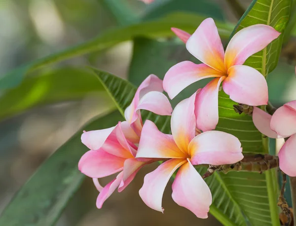 Beautiful Pink Flower Thailand Lan Thom Flower — Stock Photo, Image
