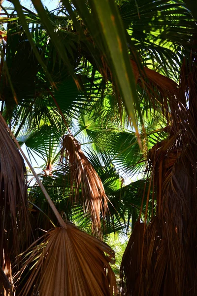 Palm Garden Jungle Palm Leaves Spain — Stock Photo, Image