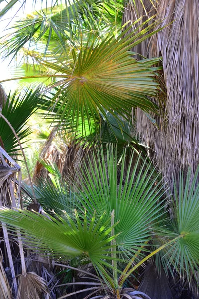 Jardim Palma Selva Folhas Palma Espanha — Fotografia de Stock