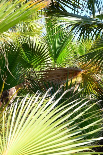 Palmiye Bahçesi Orman Palmiye Yaprakları Spanya — Stok fotoğraf