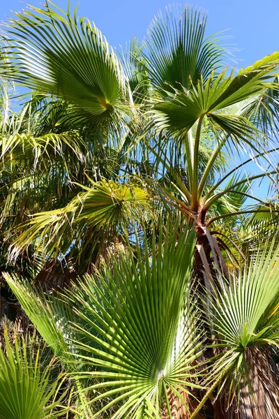 Jardin Palmiers Jungle Feuilles Palmiers Espagne — Photo