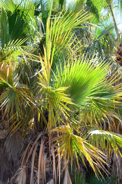 Palmtuin Jungle Palmbladeren Spanje — Stockfoto