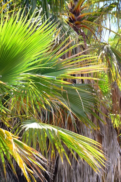 Пальмовий Сад Джунглі Пальмове Листя Іспанія — стокове фото