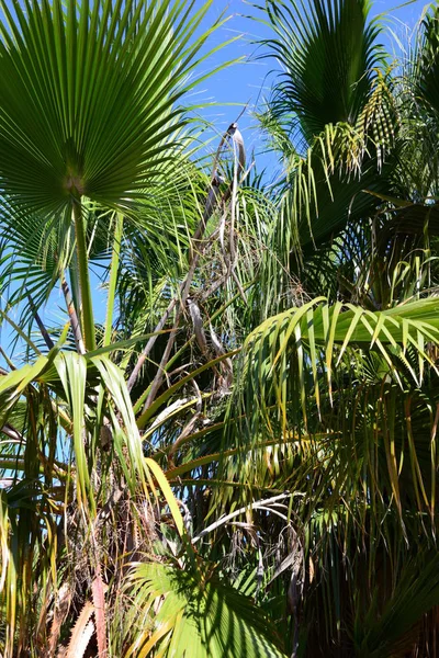 Palmiye Bahçesi Orman Palmiye Yaprakları Spanya — Stok fotoğraf