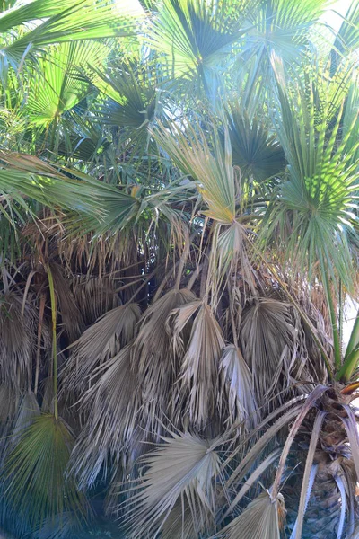 Ogród Palmowy Dżungla Liście Palmowe Hiszpania — Zdjęcie stockowe