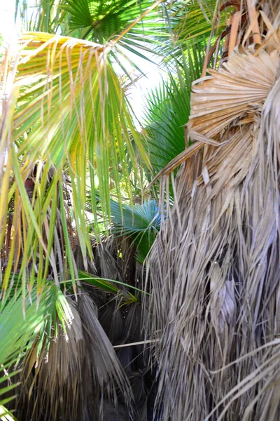 Jardín Palma Selva Las Hojas Palma España — Foto de Stock