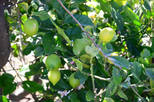 Lemon Tree Spain — Stock Photo, Image