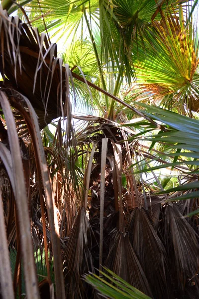Der Palmengarten Dschungel Palmenblätter Spanien — Stockfoto