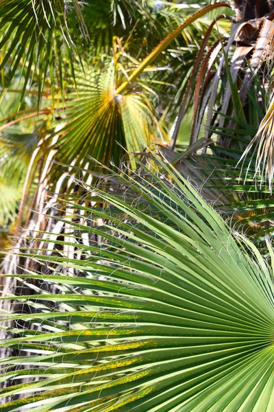 Jardín Palma Selva Las Hojas Palma España —  Fotos de Stock