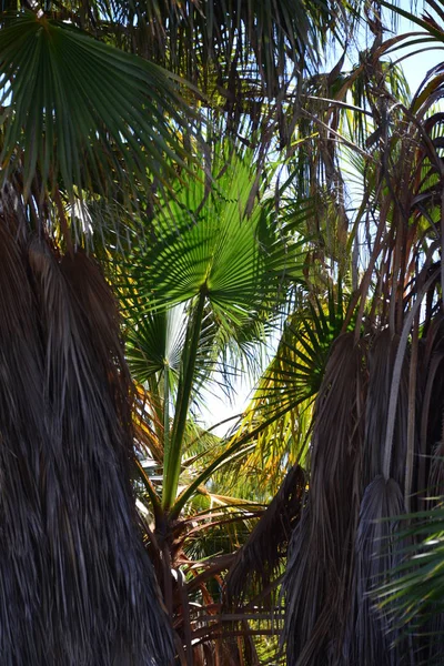 Jardim Palma Selva Folhas Palma Espanha — Fotografia de Stock