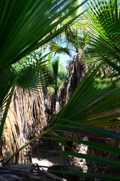 Пальмовые Листья Испании Пространство Копирования — стоковое фото