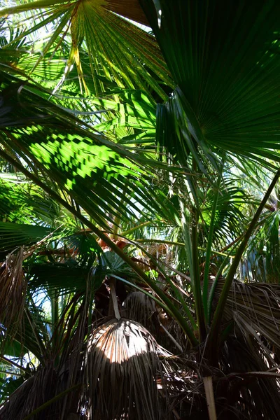 Palmbladeren Spanje Kopieer Ruimte — Stockfoto