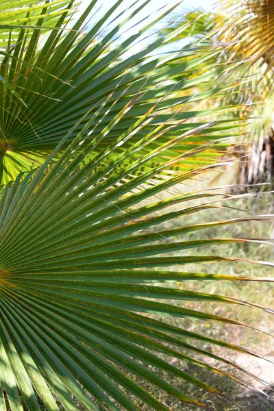 Palmbladeren Spanje Kopieer Ruimte — Stockfoto