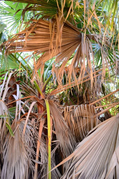 Palm Leaves Spain Copy Space — Stock Photo, Image