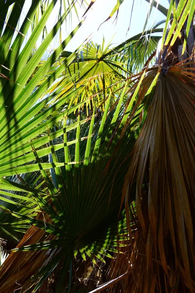 Palmenblätter Spanien Kopierraum — Stockfoto