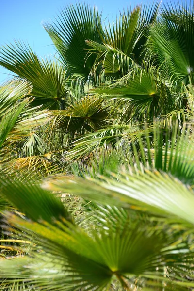 西班牙棕榈叶 复制空间 — 图库照片