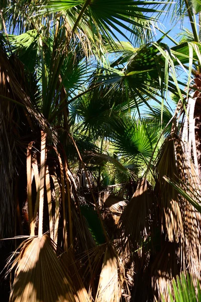 Palm Leaves Spain Copy Space — Stock Photo, Image