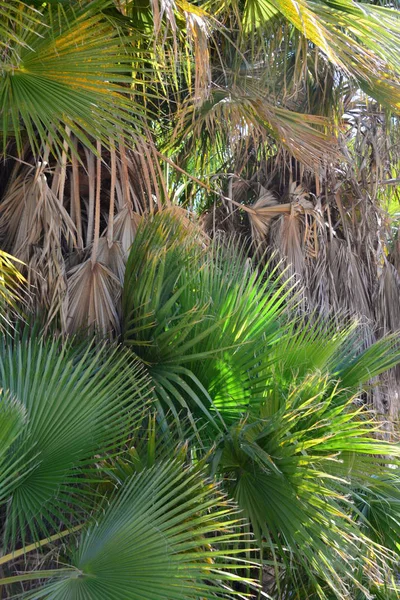 Palmenblätter Spanien Kopierraum — Stockfoto