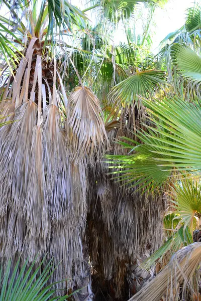 棕榈树叶绿植物 — 图库照片