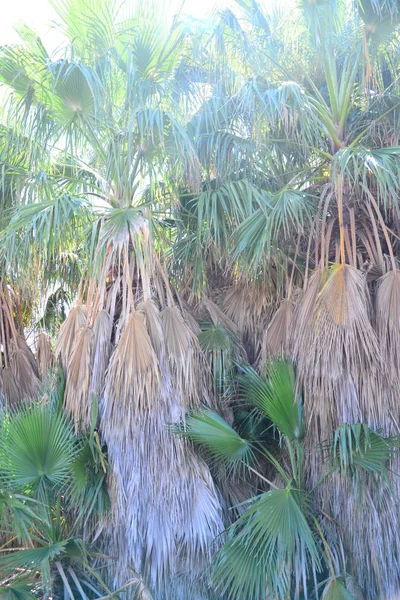 Palm Garden Jungle Palm Leaves Spain — Stock Photo, Image