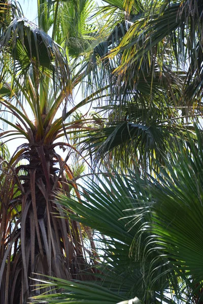 Palm Garden Jungle Palm Leaves Spain — Stock Photo, Image