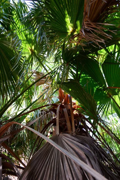 Der Palmengarten Dschungel Palmenblätter Spanien — Stockfoto