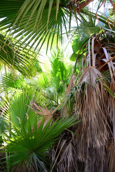 Jardín Palma Selva Las Hojas Palma España — Foto de Stock