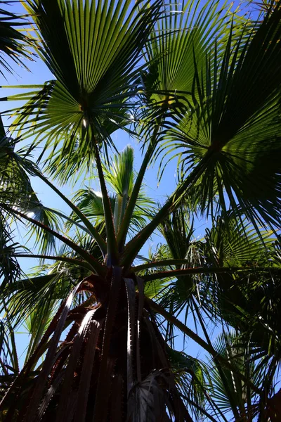 Palm Garden Jungle Palm Leaves Spain — Stock Photo, Image